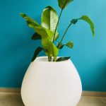 Κασπώ-Γλάστρα Gaudi 55