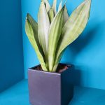 Κασπώ Κύβος Μαύρο Μάτ