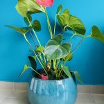 Κασπώ-Γλάστρα στρόγγυλη