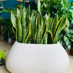 Κασπώ-Γλάστρα Gaudi Casseta