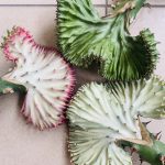 Euphorbia Lactea Cristata