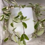 Κασπώ/Γλάστρα Abat pot