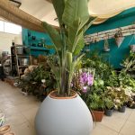 Στρελίτσια- Strelitzia Nicolai