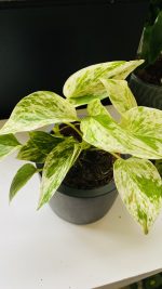 Πόθος- Epipremnum Marble Queen - Image 3