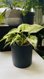 Πόθος- Epipremnum Marble Queen - Image 2