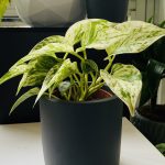 Πόθος- Epipremnum Marble Queen