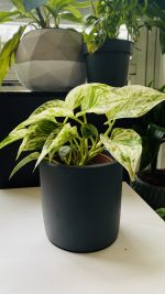 Πόθος- Epipremnum Marble Queen