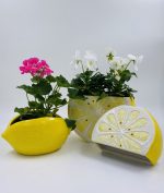 Κασπώ-Βάζο Σειρά Rieti