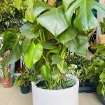 Monstera Deliciosa -Μονστέρα