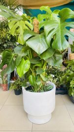 Monstera Deliciosa -Μονστέρα