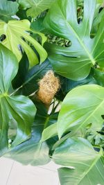 Monstera Deliciosa -Μονστέρα - Image 2