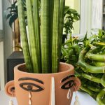 Sansevieria Cylindrica