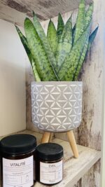 Σανσεβιερια- Sansevieria Zeylanica “Fan” - Image 2