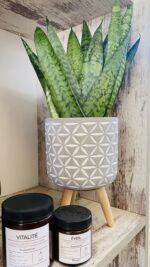 Σανσεβιερια- Sansevieria Zeylanica “Fan”