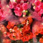 Μπιγκόνια Ελάτιορ