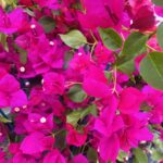 Μπουκαμβίλια