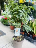 Λαντάνα - Image 2