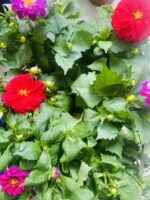 Ντάλια - Image 4