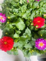 Ντάλια - Image 3