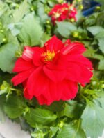 Ντάλια - Image 2