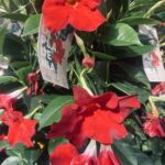 Dipladenia ή Mandevilla