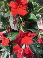 Dipladenia ή Mandevilla