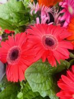 Ζέρμπερα - Image 2