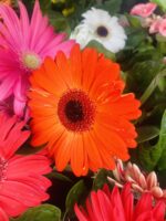 Ζέρμπερα - Image 6