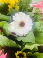 Ζέρμπερα - Image 7