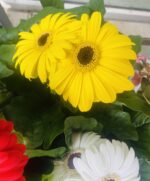 Ζέρμπερα - Image 8