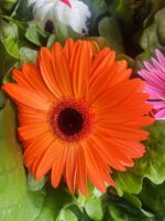 Ζέρμπερα - Image 9