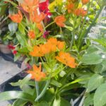 Ορνιθόγαλο (Ornithogalum)