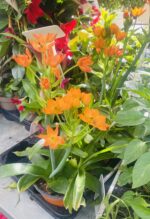 Ορνιθόγαλο (Ornithogalum)