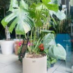 Monstera deliciosa Thai Constellation