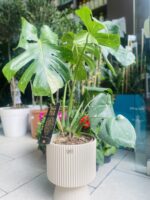 Monstera deliciosa Thai Constellation