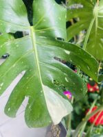 Monstera deliciosa Thai Constellation - Image 3