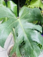 Monstera deliciosa Thai Constellation - Image 2