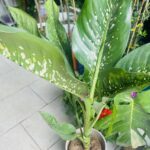 Dieffenbachia Crocodile