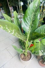 Dieffenbachia Crocodile