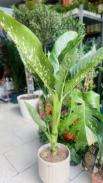 Dieffenbachia Crocodile - Image 3
