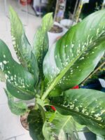 Dieffenbachia Crocodile - Image 2