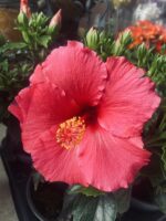 Ιβίσκος - Image 5