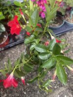 Dipladenia ή Mandevilla - Image 3