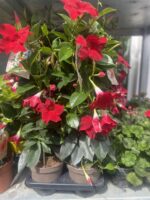 Dipladenia ή Mandevilla - Image 4